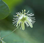 Yellow passionflower